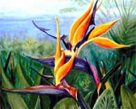 Bird of Paradise